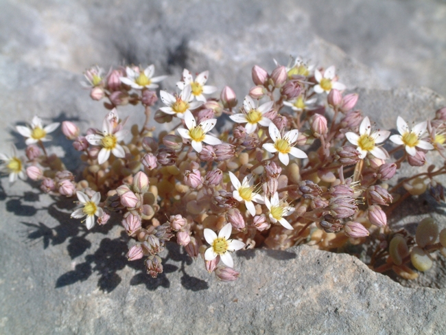 Sedum dasyphyllum / Borracina cinerea